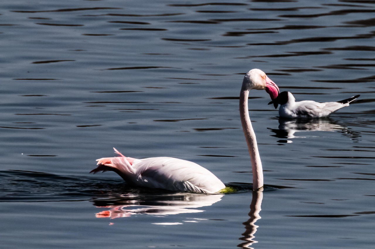 龍魚斷氣了的朋友圈說說 龍魚斷氣了的朋友圈說說 龍魚論壇 第1張