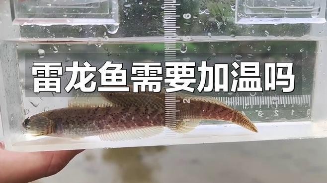 雷龍魚水溫度多少最佳養魚