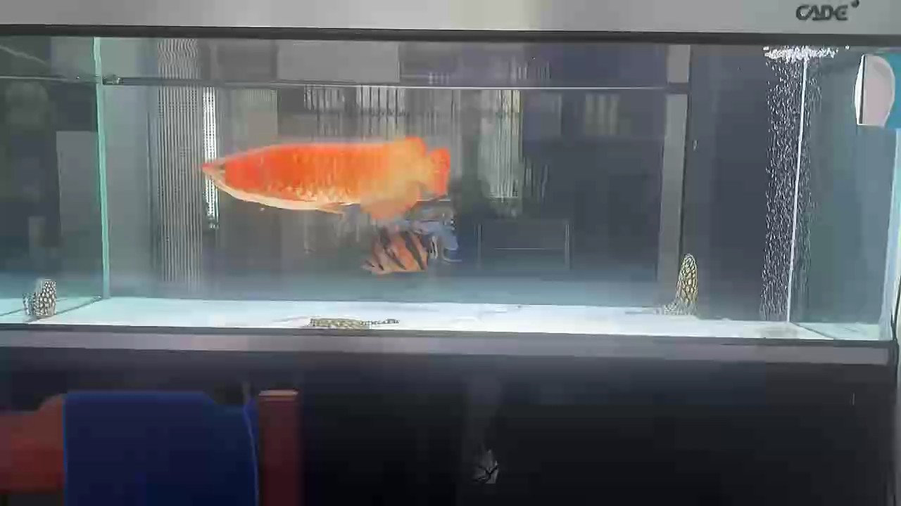 缸底改色成功