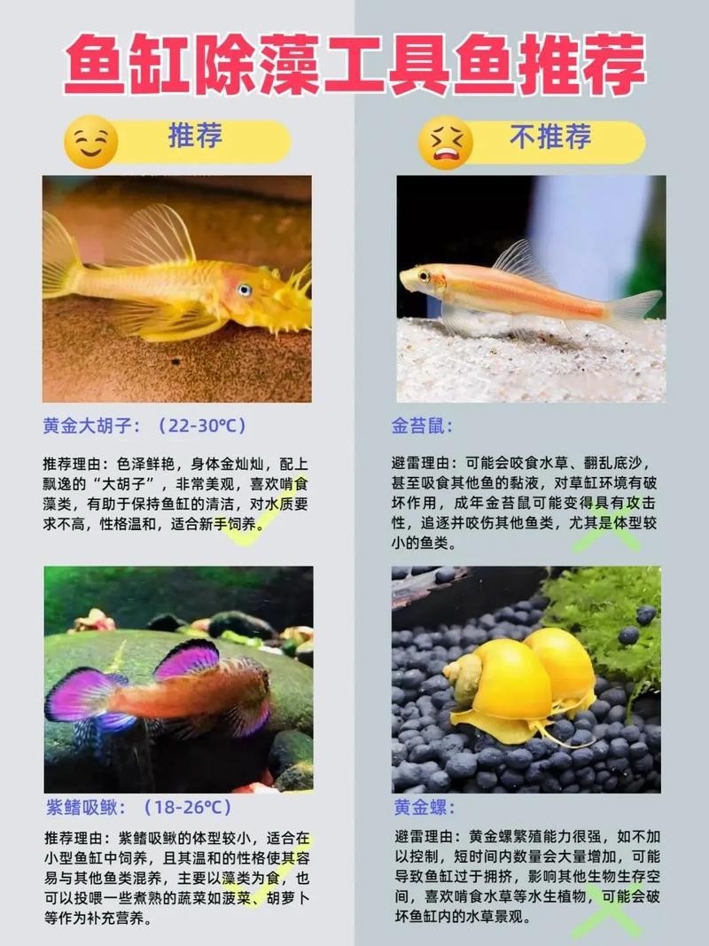 龍魚缸除綠藻的最好方法是什么