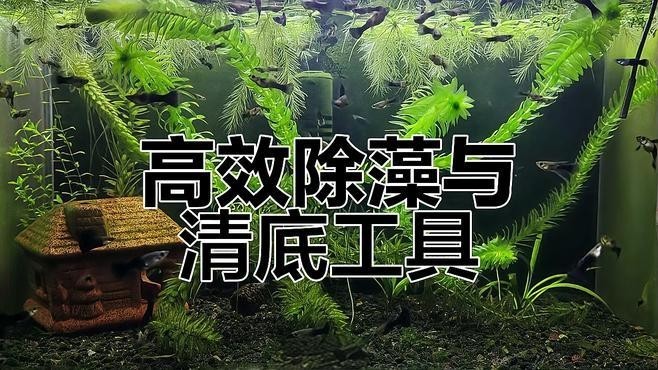 龍魚缸除綠藻的最好方法是什么