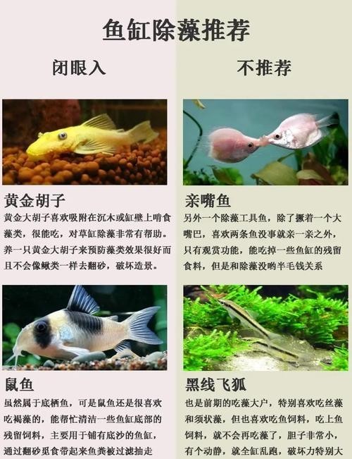 龍魚缸除綠藻的最好方法是什么