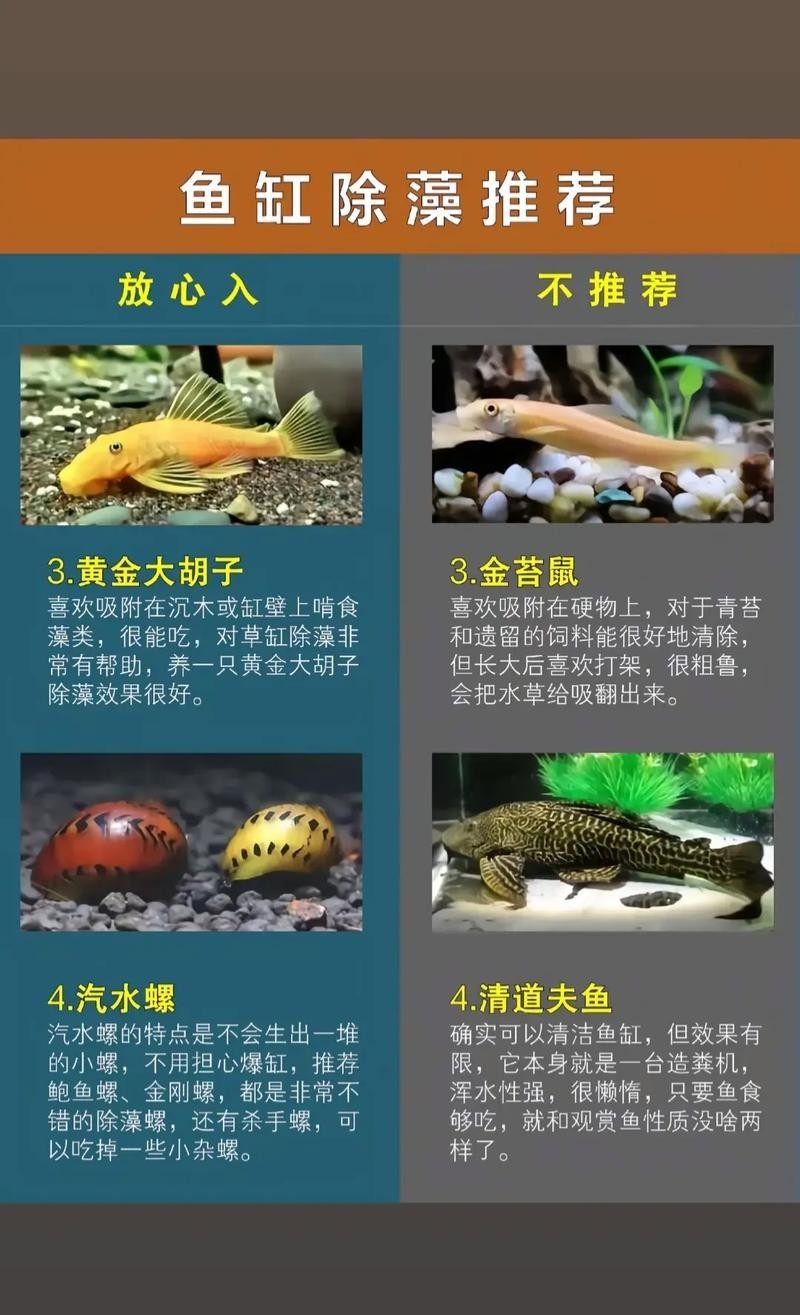 龍魚缸除綠藻的最好方法是什么