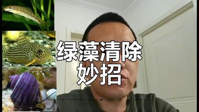 龍魚缸除綠藻的最好方法是什么