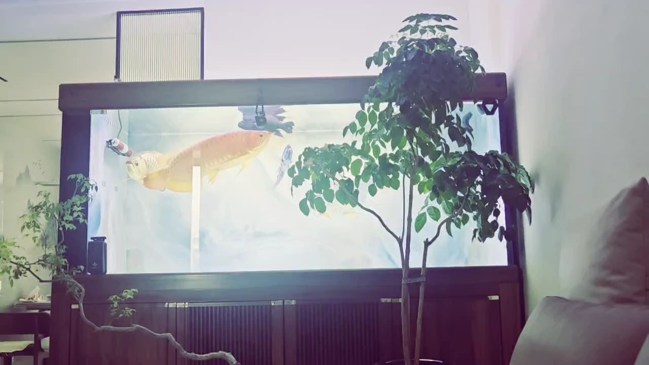 露個臉 露個臉 龍魚論壇