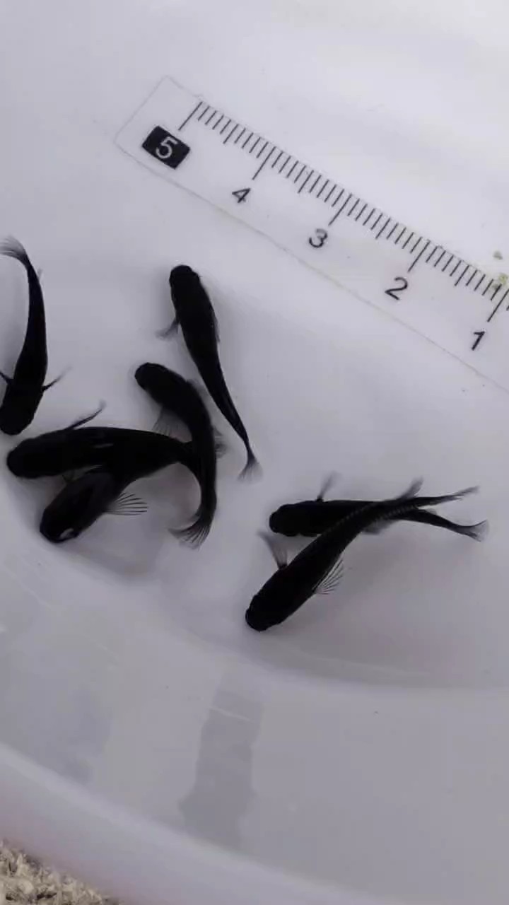 觀背青鳉大蛇長鰭 觀背青鳉大蛇長鰭 龍魚論壇