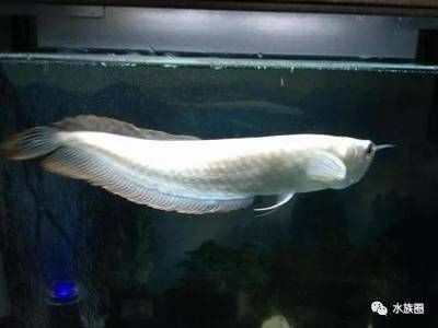 侯馬市鴻龍閣水族館（侯馬市鴻龍閣水族館電話）