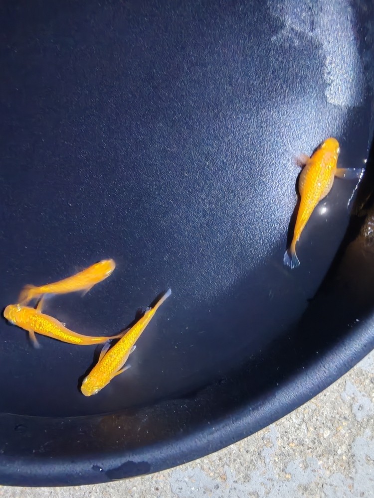 觀(guān)背青鳉玫瑰寶石有公有母一組 觀(guān)背青鳉玫瑰寶石有公有母一組 龍魚(yú)論壇 第1張