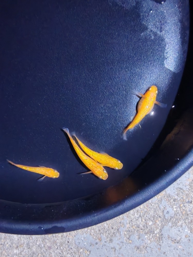 觀(guān)背青鳉玫瑰寶石有公有母一組 觀(guān)背青鳉玫瑰寶石有公有母一組 龍魚(yú)論壇 第3張