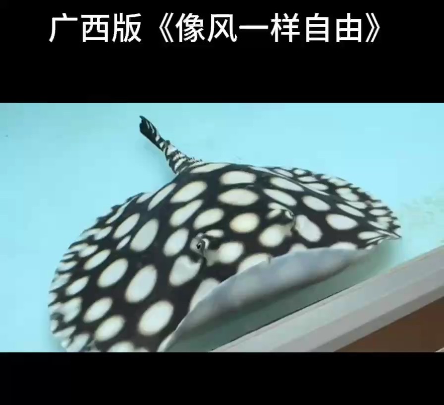廣西寶寶版