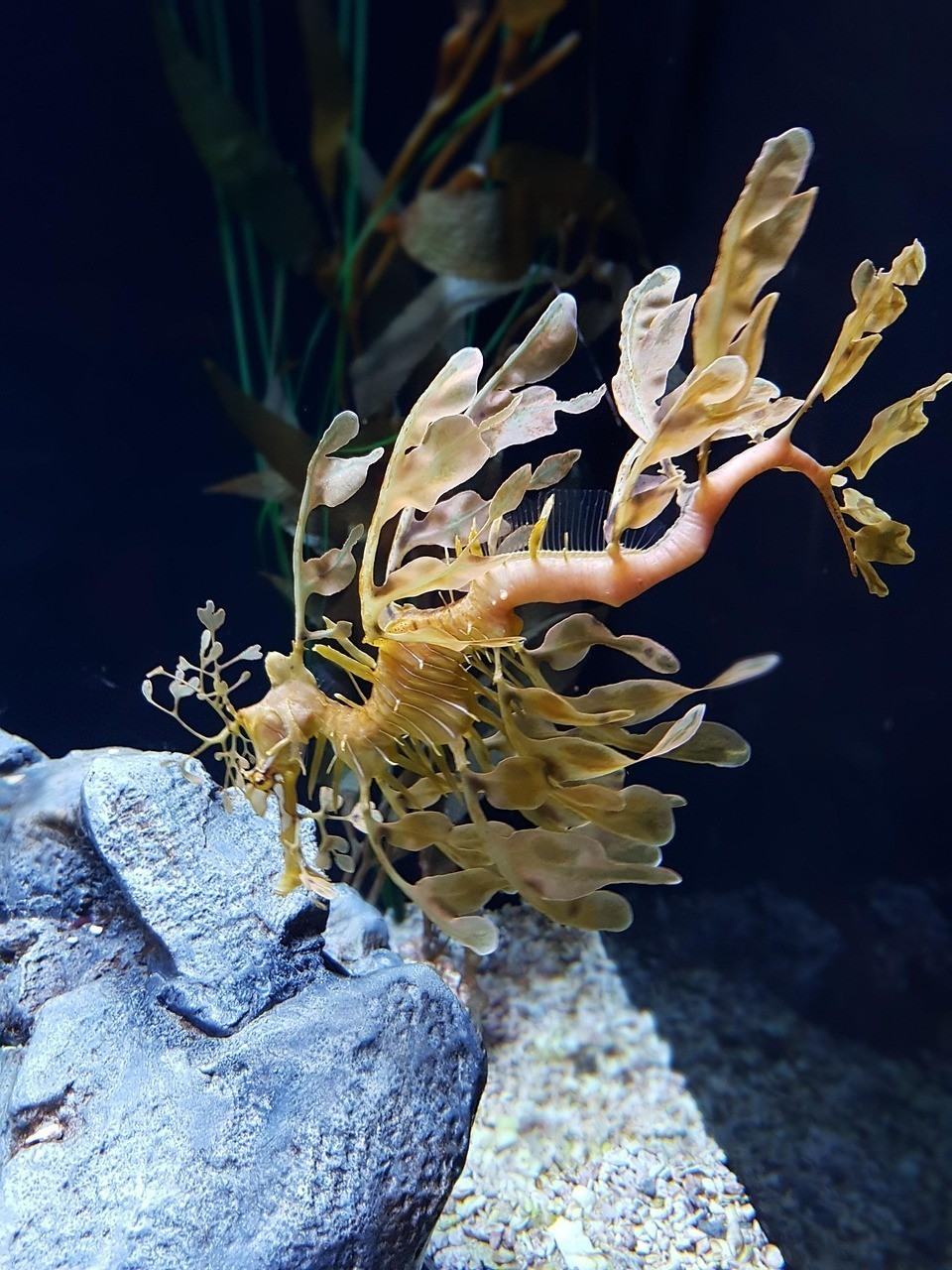 水族明星