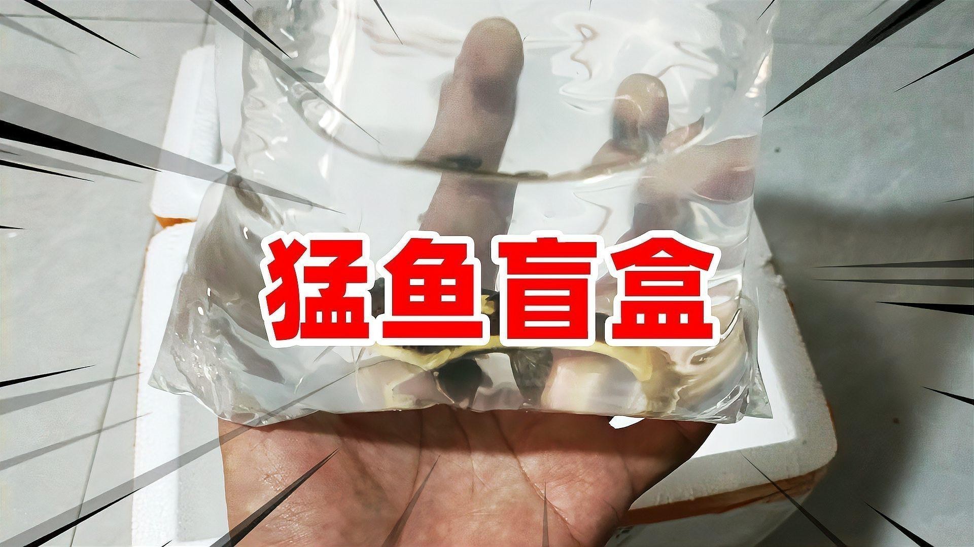 黑魚和龍魚哪個兇猛一點 黑魚和龍魚哪個兇猛一點 龍魚百科 第3張