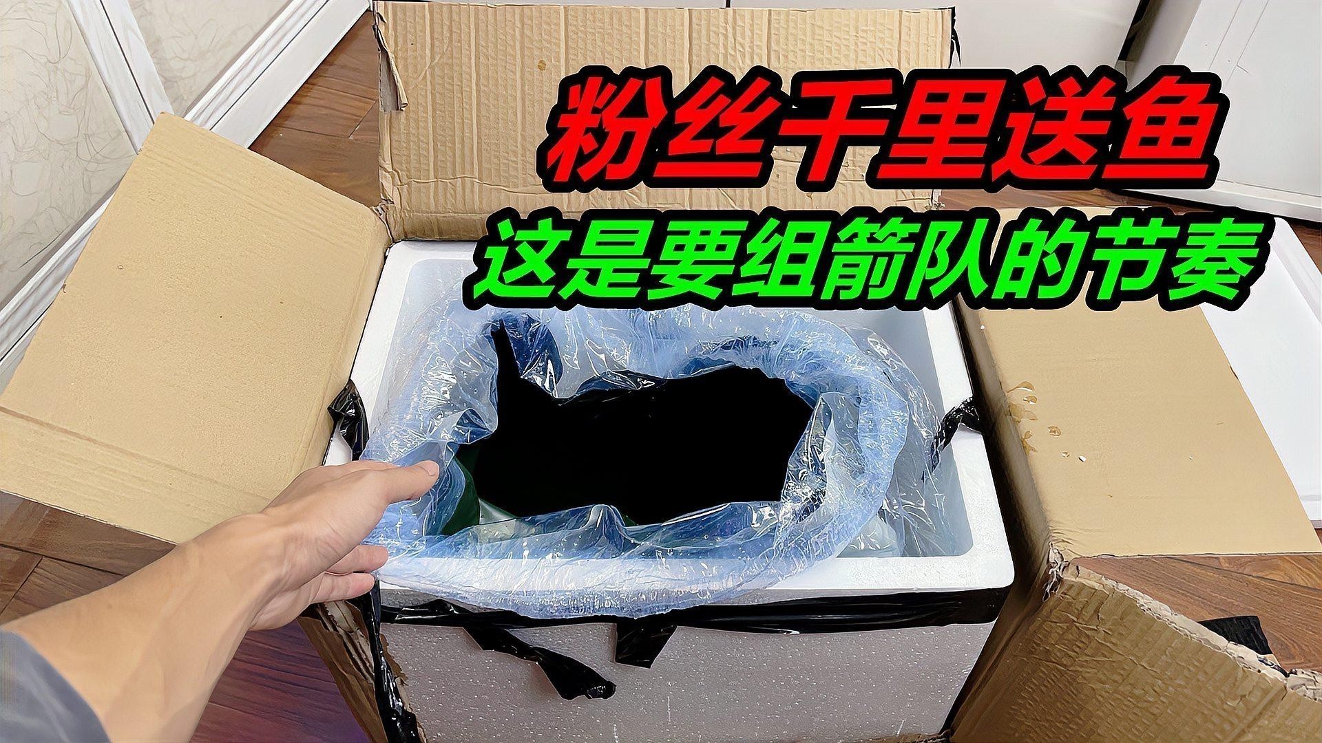 黑魚和龍魚哪個兇猛一點 黑魚和龍魚哪個兇猛一點 龍魚百科 第2張