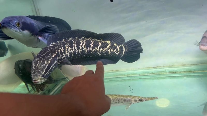 黑魚和龍魚哪個兇猛一點 黑魚和龍魚哪個兇猛一點 龍魚百科 第5張