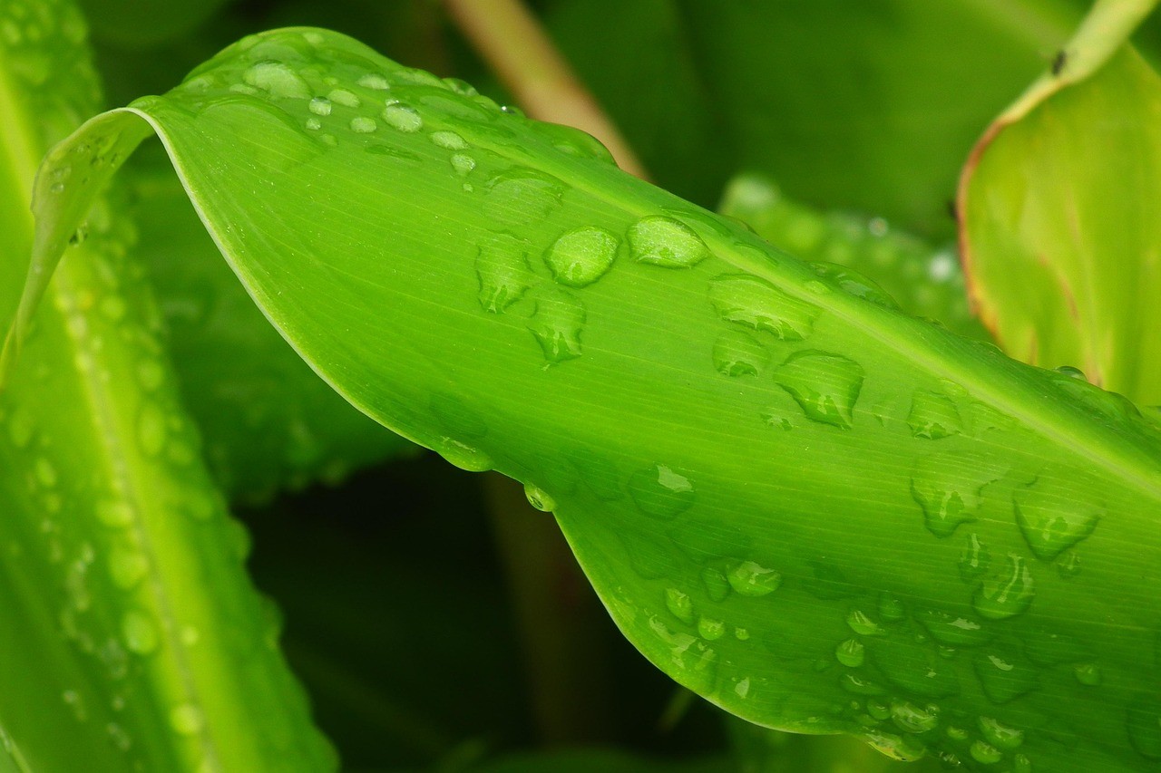 熱帶雨146分外網版 熱帶雨146分外網版 龍魚論壇 第2張