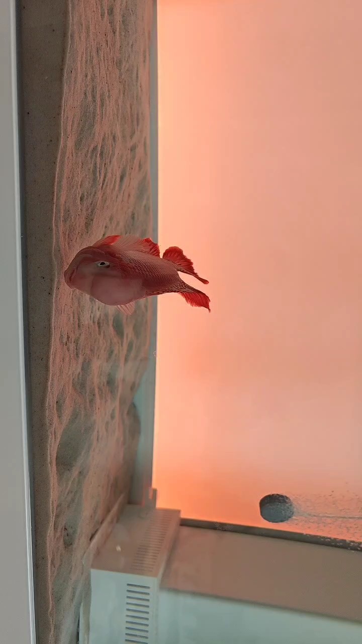 我的虎魚真菌感染了要怎么處理 到家第三天,出差兩天回來,狀態變差,沒有人陪,白了很多…… 龍魚論壇 到家第三天,出差兩天回來,狀態變差,沒有人陪,白了很多…… 到家第三天,出差兩天回來,狀態變差,沒有人陪,白了很多…… 龍魚論壇