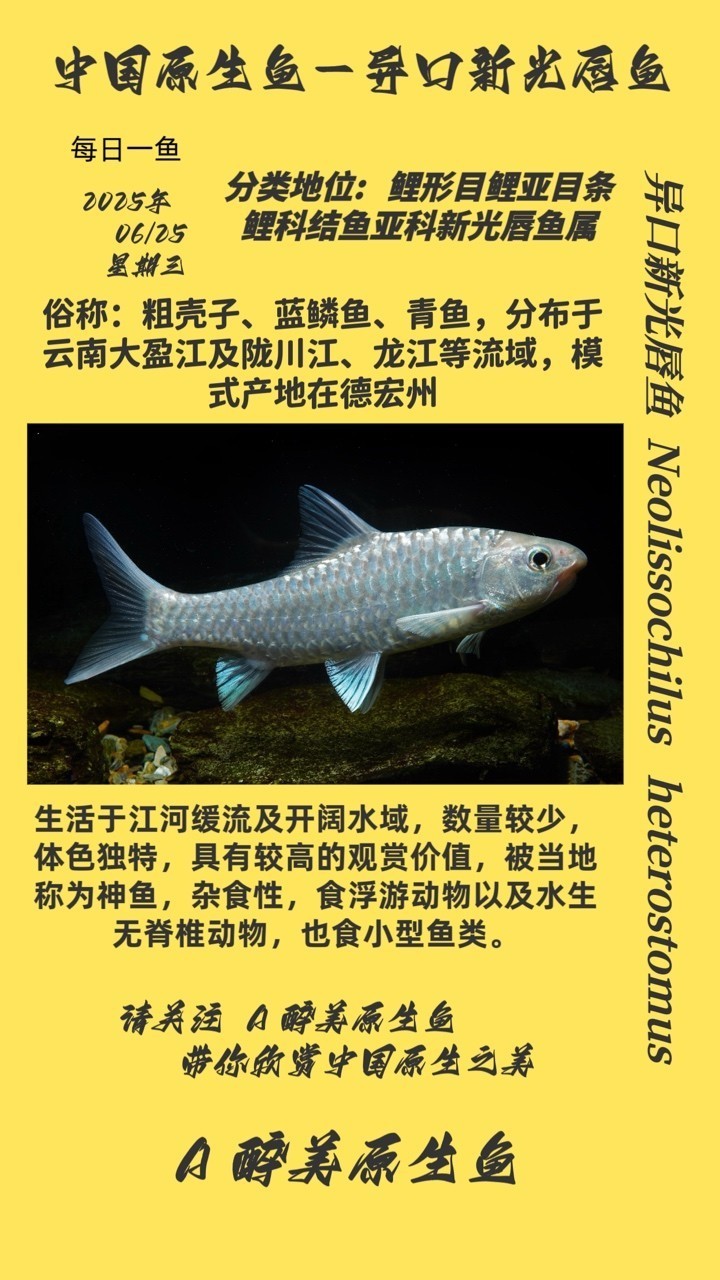 異口新光唇魚