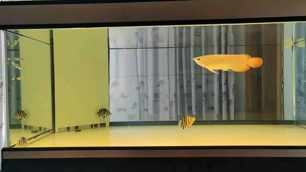 小龍魚百科：喂食龍魚時選擇冷凍魚還是魚干 小龍魚百科：喂食龍魚時選擇冷凍魚還是魚干 龍魚百科