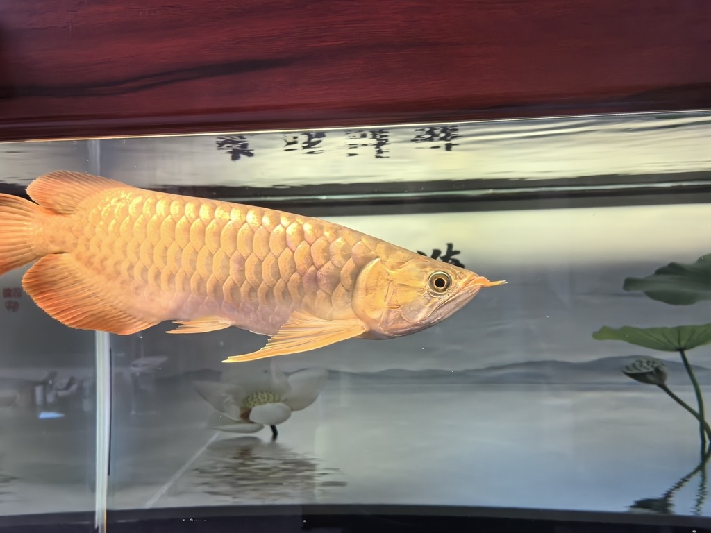 錦鯉趴缸最怕三個(gè)地方
