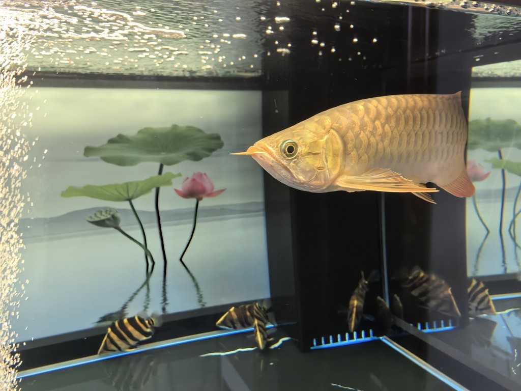 錦鯉趴缸最怕三個(gè)地方