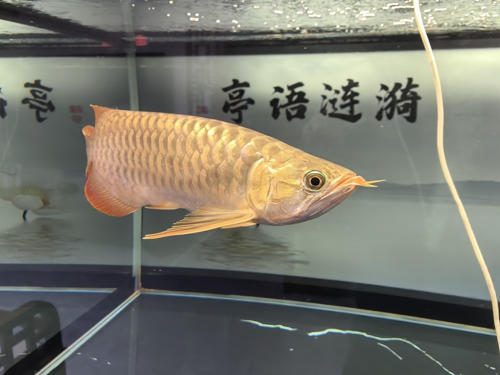 錦鯉趴缸最怕三個地方