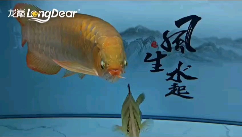 轉發800