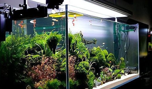 銀龍魚缸造景圖片欣賞 銀龍魚缸造景圖片欣賞 龍魚百科 第29張