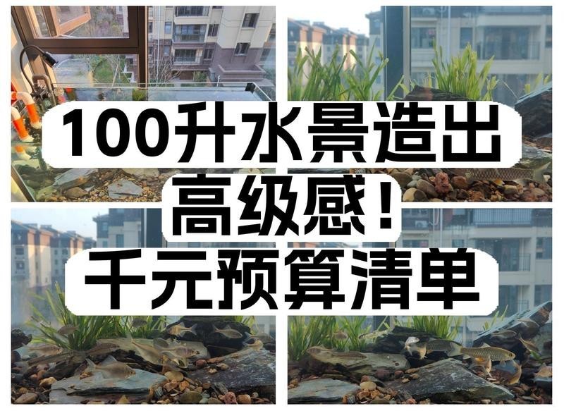 銀龍魚缸造景圖片欣賞 銀龍魚缸造景圖片欣賞 龍魚百科 第27張