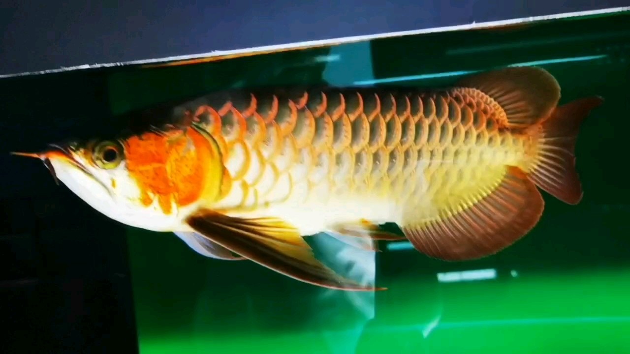 色 色 龍魚論壇