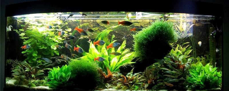 買魚是買單數(shù)還是雙數(shù) 買魚是買單數(shù)還是雙數(shù) 龍魚百科