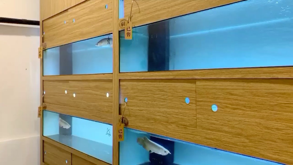 金龍魚蒙眼可以下土霉素嗎【金龍魚蒙眼可以下土霉素嗎金龍魚蒙眼可以下土霉素嗎】 金龍魚蒙眼可以下土霉素嗎【金龍魚蒙眼可以下土霉素嗎金龍魚蒙眼可以下土霉素嗎】 龍魚百科