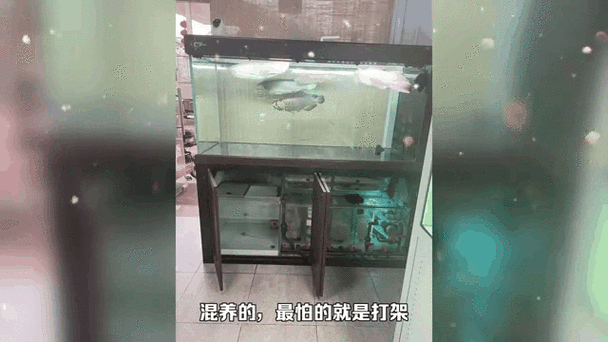 銀龍魚可以和金龍魚混養嗎圖片