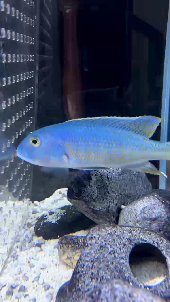 人工大綠馬有點(diǎn)兇 人工大綠馬有點(diǎn)兇 龍魚(yú)論壇
