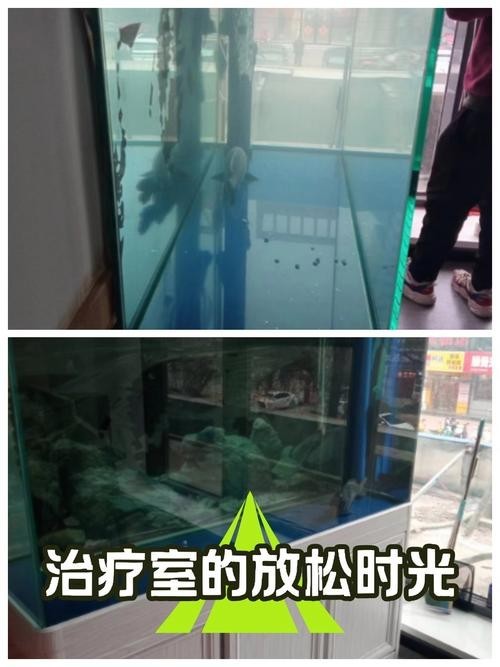 龍魚魚缸多久清洗一次好