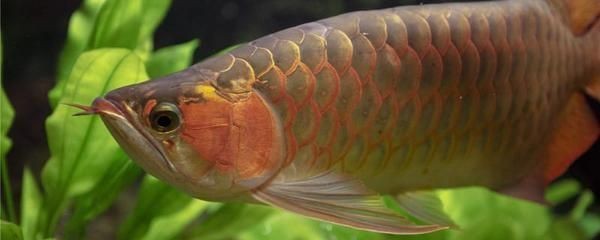 開陽縣金鳳水族館（開陽縣金鳳水族館電話）