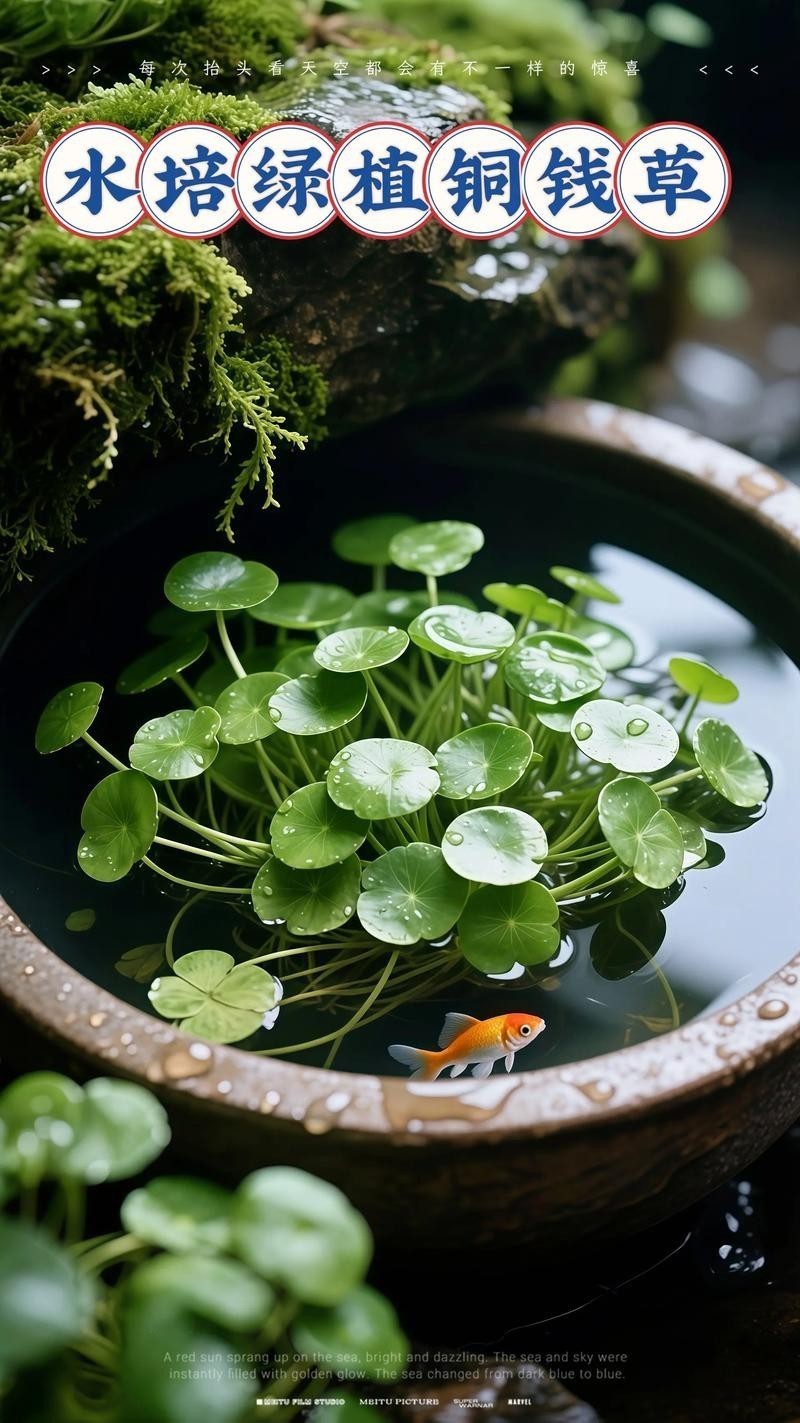 龍魚(yú)缸周?chē)梢詳[放哪些植物? 龍魚(yú)百科 第2張 龍魚(yú)缸周?chē)梢詳[放哪些植物? 龍魚(yú)缸周?chē)梢詳[放哪些植物? 龍魚(yú)百科 第2張
