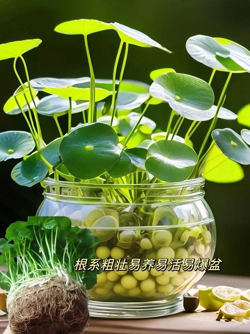 龍魚(yú)缸周?chē)梢詳[放哪些植物? 龍魚(yú)百科 第1張 龍魚(yú)缸周?chē)梢詳[放哪些植物? 龍魚(yú)缸周?chē)梢詳[放哪些植物? 龍魚(yú)百科 第1張