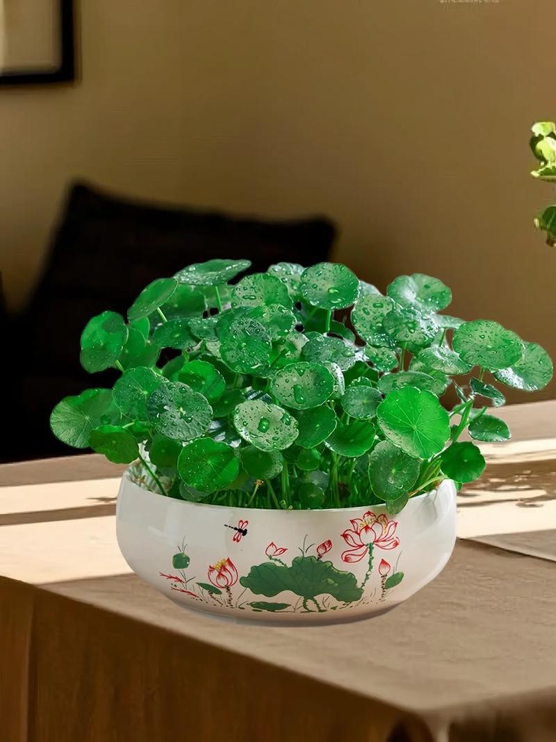 龍魚(yú)缸周?chē)梢詳[放哪些植物? 龍魚(yú)百科 第3張 龍魚(yú)缸周?chē)梢詳[放哪些植物? 龍魚(yú)缸周?chē)梢詳[放哪些植物? 龍魚(yú)百科 第3張