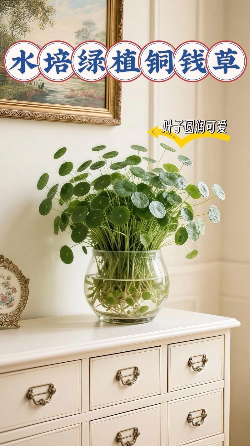 龍魚(yú)缸周?chē)梢詳[放哪些植物? 龍魚(yú)百科 第4張 龍魚(yú)缸周?chē)梢詳[放哪些植物? 龍魚(yú)缸周?chē)梢詳[放哪些植物? 龍魚(yú)百科 第4張