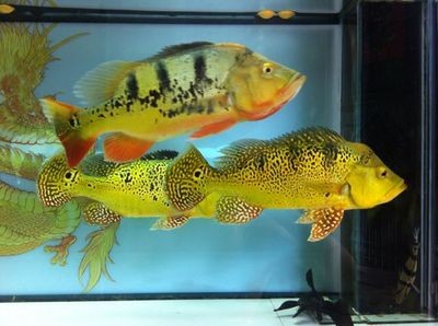 白河縣城關(guān)鎮(zhèn)艷陽水族花卉店（白河縣城關(guān)鎮(zhèn)艷陽水族花卉店電話）