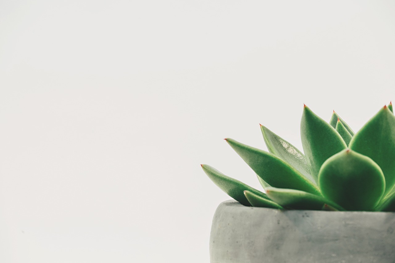 生態魚缸最容易養活的魚