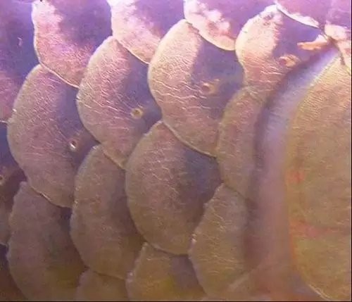 銀龍魚鱗片發白腐蝕圖片 銀龍魚鱗片發白腐蝕圖片 龍魚百科 第18張