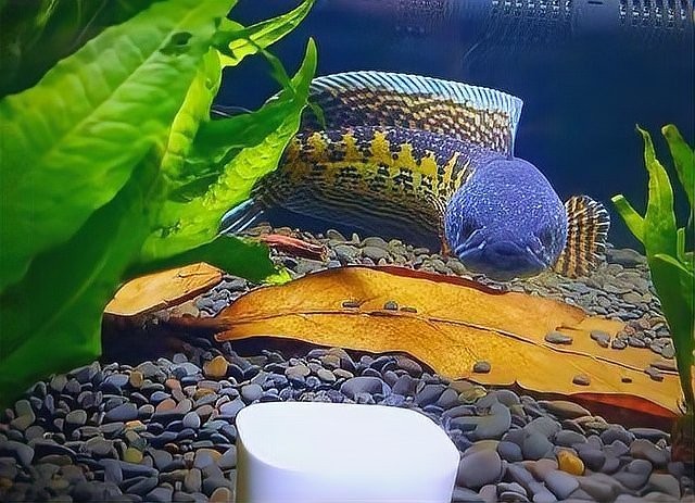 黃金眼鏡蛇雷龍魚水溫 黃金眼鏡蛇雷龍魚水溫 龍魚百科 第8張