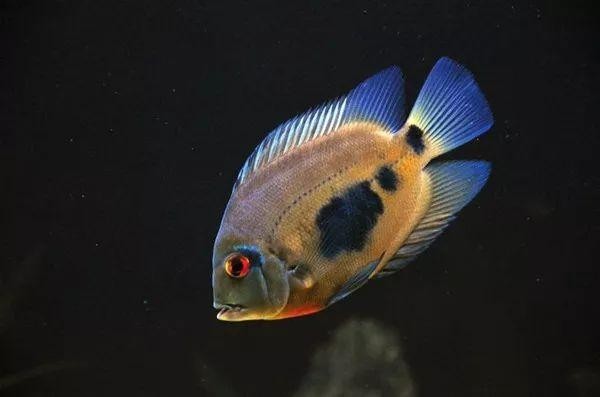 黑云魚能和龍魚混養嗎圖片欣賞