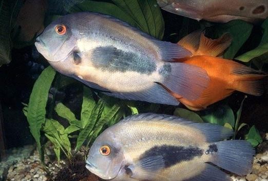 黑云魚能和龍魚混養嗎圖片欣賞