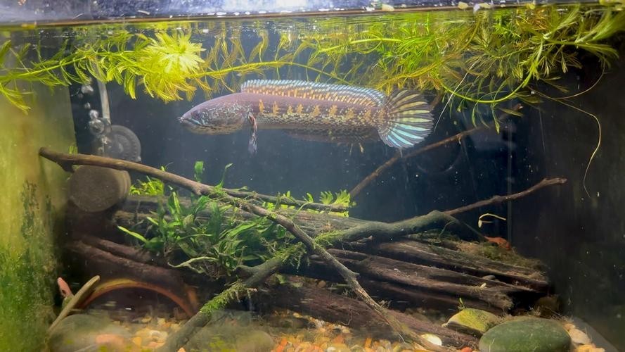 黑云魚能和龍魚混養嗎圖片欣賞