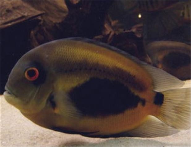 黑云魚能和龍魚混養嗎圖片欣賞