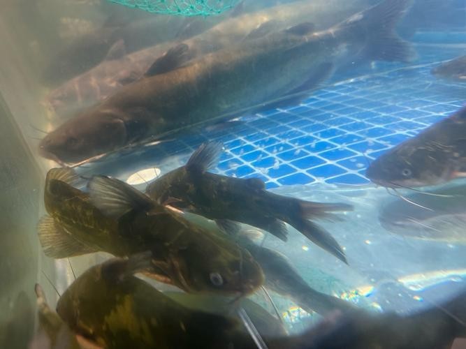 黑云魚能和龍魚混養嗎圖片欣賞