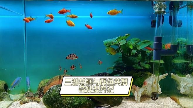 黑云魚能和龍魚混養嗎圖片欣賞