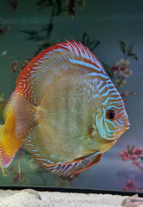黑云魚能和龍魚混養嗎圖片欣賞